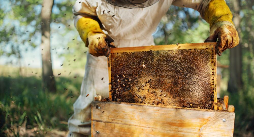 abeilles apiculteur