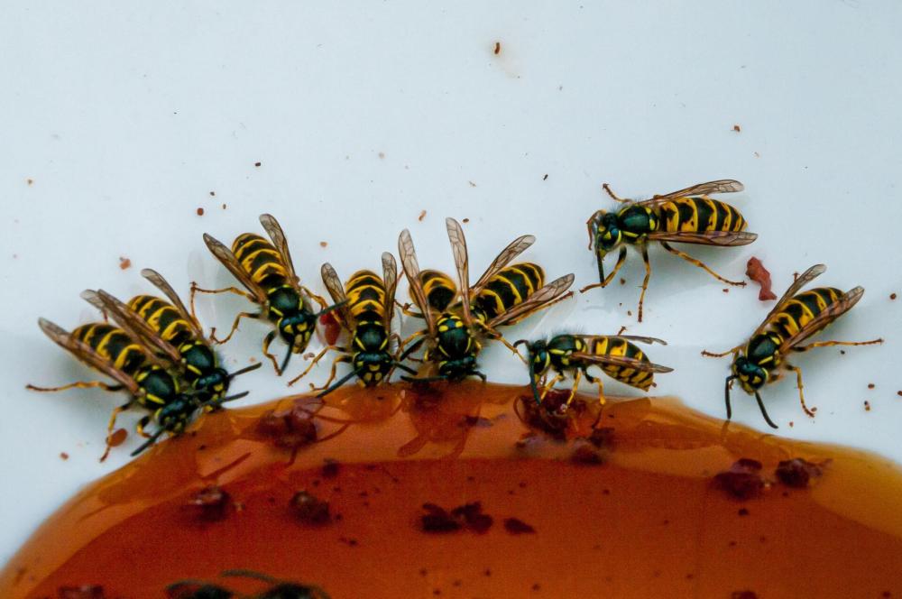 abeilles attirées